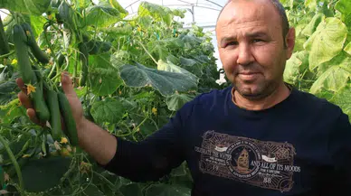 Salatalık Üreticisinin Yüzünü Güldürdü