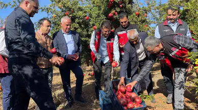 Şanlıurfa’da Üretilen Hicaz Narı Dünyaya İhraç Ediliyor