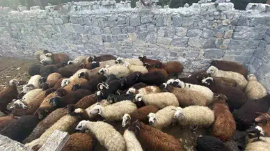 Sarıkamış’ta Maskeli Hırsızlar Tarafından Çalınan Hayvanlar Bulundu