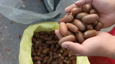 Siirt’te Kestane Yerine “Meşe Palamudu” Tezgahta Yer Aldı