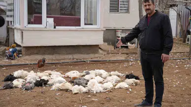 Tavukları İçin Bağ Meskenine Geldi, Gördüğü Görüntü Karşısında Şoke Oldu: Sokak Köpeği Dehşeti Kamerada