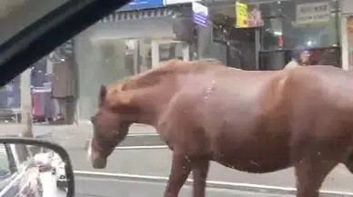 Tekirdağ’da Sokaklarda Gezen Başıboş Atlar Şaşkınlığa Sebep Oldu