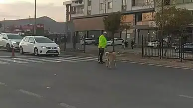 Trafik Polisinden Yürek Isıtan Davranış: Köpeğin Geçmesi İçin Trafiği Durdurdu