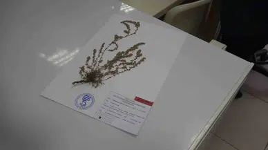 Türkiye’de Yeni Bir Bitki Çeşidi Keşfedildi