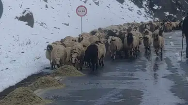 Van’da Besicilerin Güçlü Kış Mesaisi Başladı