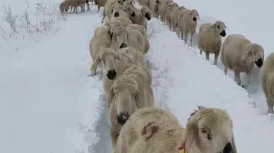 Yüzlerce Koyun Donmaktan Son Anda Kurtuldu
