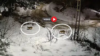 Aç Kalan Kurtlar Köye İndi