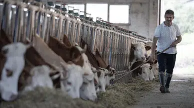 Besilik Sığır İthalatı Başvuruları Başladı