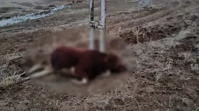 Elektrik Akımına Kapılan Hayvan Telef Oldu