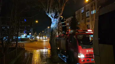 Yanmaya Başlayan Ağaca Zamanında Müdahale