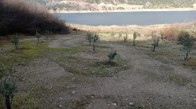 Zeytin Verimini Artırma Çalışmaları