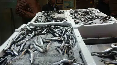 Avına Kota Getirildiği İçin Bu Yıl Fiyatı Çok Kıymetli Olacağı Tasa Edilen Hamside Korkulan Olmadı