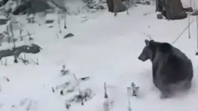 Ayılar Kış Uykusunu Unuttu