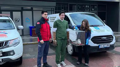 Bandırma’da Ağaçta Mahsur Kalan Ayağı Kırık Martı Tedavi Altına Alındı
