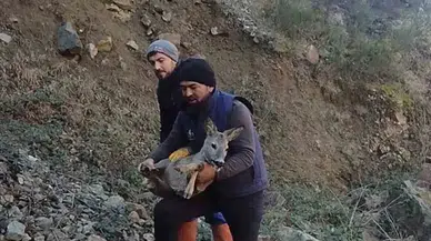 Başıboş Köpeklerden Kaçıp Boş Alabalık Havuzuna Düşen Dişi Karacayı Kurtardılar