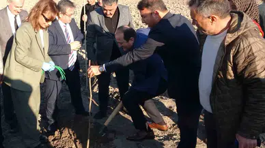 Birinci Derece Tarım Yeri Olmayan Alanlarda ’Kestane’ Yetişecek