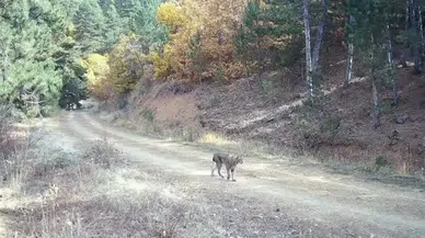 Çankırı’da Kuşağı Tehlike Altında Olan Vaşak ve Yavruları Kamerada