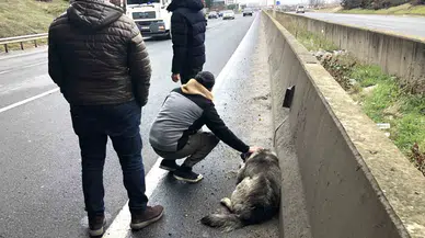 Çarptığı Yaralı Köpeği Sevdi, Başından Ayrılmadı
