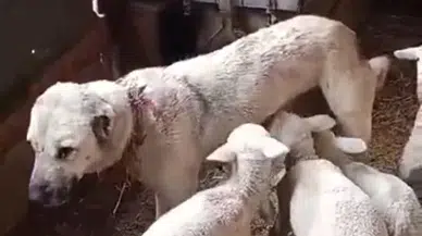 Çoban Köpeğinden Süt Emen Kuzular Görenleri Hayrete Düşürdü