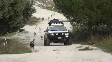 Dağdaki Yüzlerce Terk Edilmiş Sokak Hayvanı Her Gün Onun Yolunu Gözlüyor