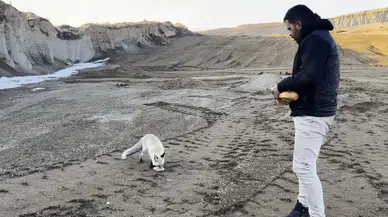 Dostluk Kurdukları Tilkiyi 2 Yıldır Her Gün Besliyorlar