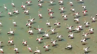 Flamingolar Van’ı Çok Sevdi