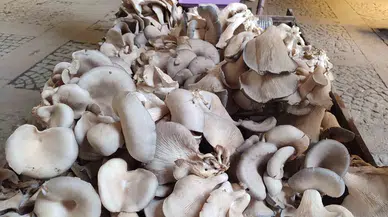 İstiridye Mantarı Geçim Kaynağı Oldu