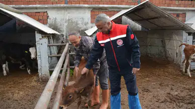 ’Jersey’ Projesiyle Süt Üretimi ve Hayvansal Üretimden Elde Edilen Gelir Arttı