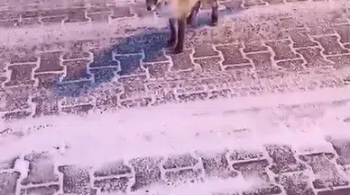 Kars’ta Tilki ile Vatandaşın Gülümseten Anları