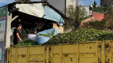 Kış Geldi, Çay Dönemi Bitmedi