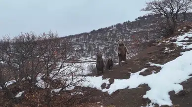 Kış Uykusuna Yatmayan Ayı Ailesi, Fotoğrafçıya Poz Verdi