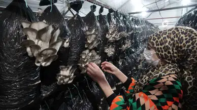 Malatyalı Teşebbüsçü, Serasında Ayda 6 Ton İstiridye Mantarı Üretiyor