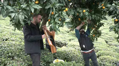 Mandalinayı Kemençe Eşliğinde Hasat Ettiler