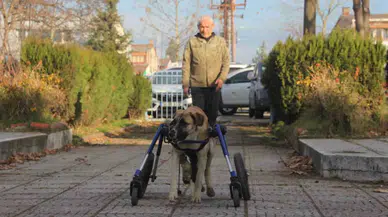 Sakat Kalan Köpeğini Yürüteç ile Hayata Bağladı