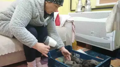 Sancaktepe’de Çöp Konteynerine Atılmış Poşet İçinde 11 Yavru Köpek Bulundu