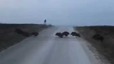 Domuz Sürüsü Şehre İndi