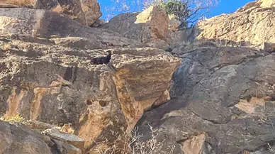 Siirt’te Mahsur Kalan Keçi Kurtarıldı