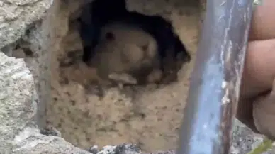 Tahliye Bacasına Düşen Tavşan Kurtarıldı