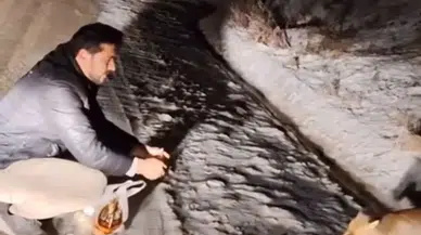 Tilkiyi Eliyle Besledi, O Anları Kayda Aldı