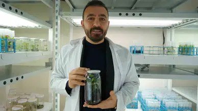 Türkiye’nin Birinci Yerli ve Ulusal Klonal Kestane Anaçları Geliyor