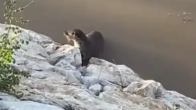 Van’da Su Samurları Görüntülendi