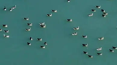 Van’ın Kuş Cenneti Erçek Gölü, Yaban Kazlarına Mesken Sahipliği Yaptı