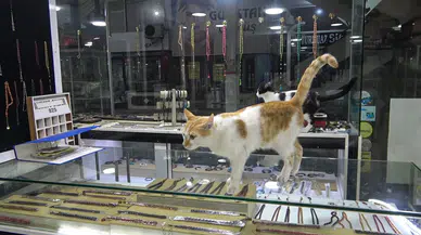 Vitrini Takıların Yanı Sıra Kediler de Süslüyor