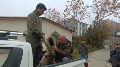 Yaralı Bulunan Yaban Keçisinin İmdadına Dkmp Grupları Yetişti