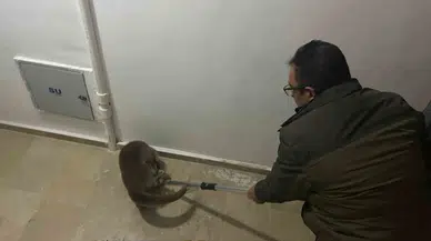Yolunu Kaybeden Su Samuru Apartmana Girdi