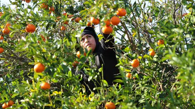 2024 ve 2025’in En Memnunu Mandalina ve Portakal Çiftçisi Olabilir