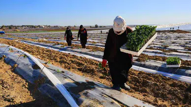 Adana’da Karpuz Fideleri Toprakla Buluştu