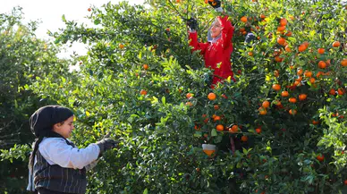 Adana’da Mandalina Hasadı Sürüyor: ’Dalında Fiyat 17-18 Lira’