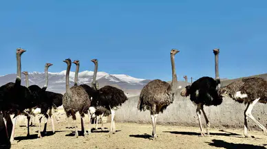 Ağrı Dağı Eteklerine Kurulan Deve Kuşu Çiftliği ile Hayvancılık Kesimine Yeni Bir Soluk Getirildi