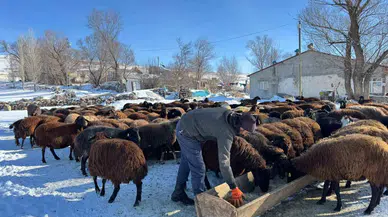 Ağrılı Besiciler Dondurucu Soğuklara Karşın Hayvancılığı Sürdürüyor